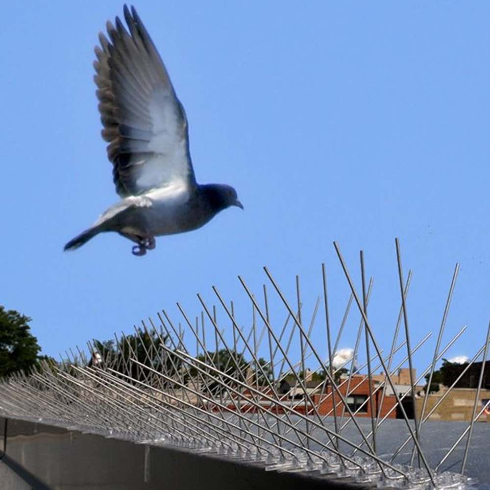 Stainless Steel Bird Spikes